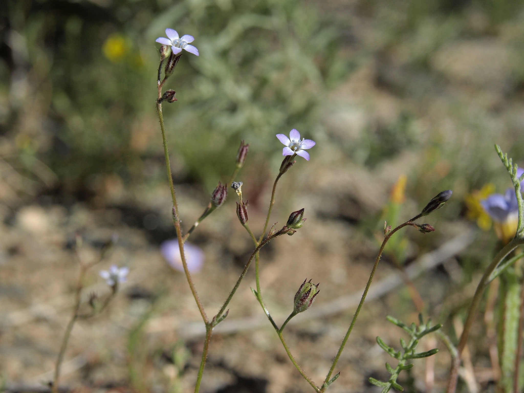 Gilia transmontana