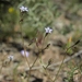 Transmontane Gilia - Photo (c) Jim Morefield, some rights reserved (CC BY), uploaded by Jim Morefield