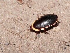 Cosmozosteria bicolor
