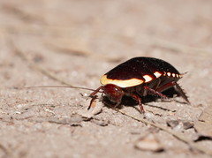 Cosmozosteria bicolor