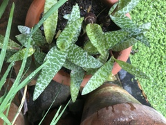 Ledebouria socialis