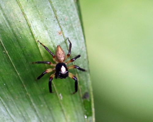 Mopiopia comatula