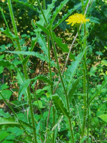 Picris hieracioides