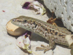 Podarcis erhardii
