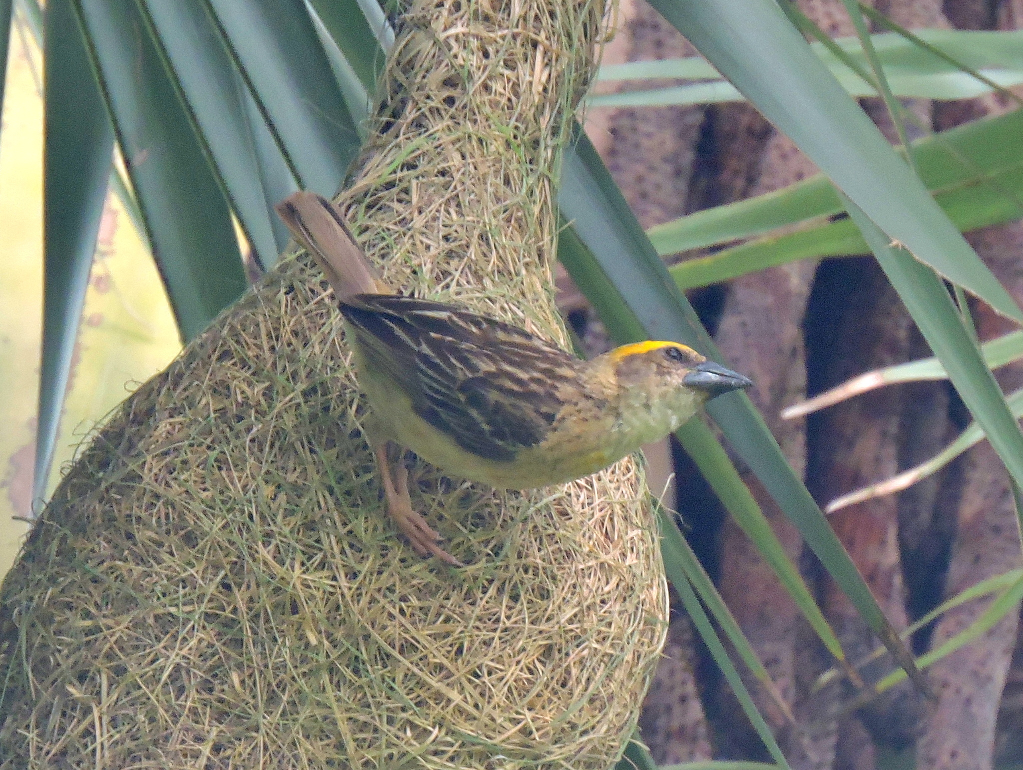 Baya Weaver