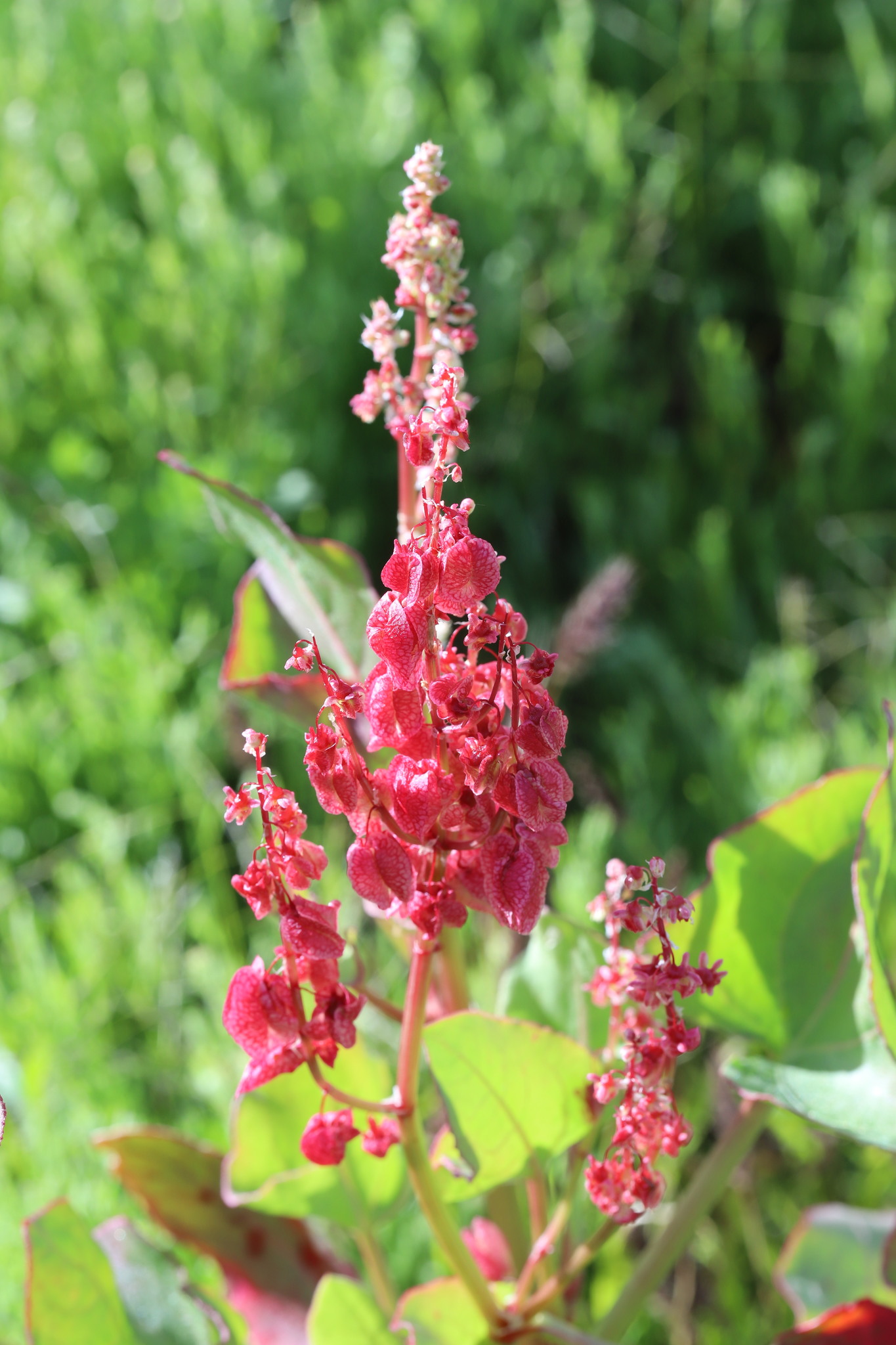 Rumex vesicarius