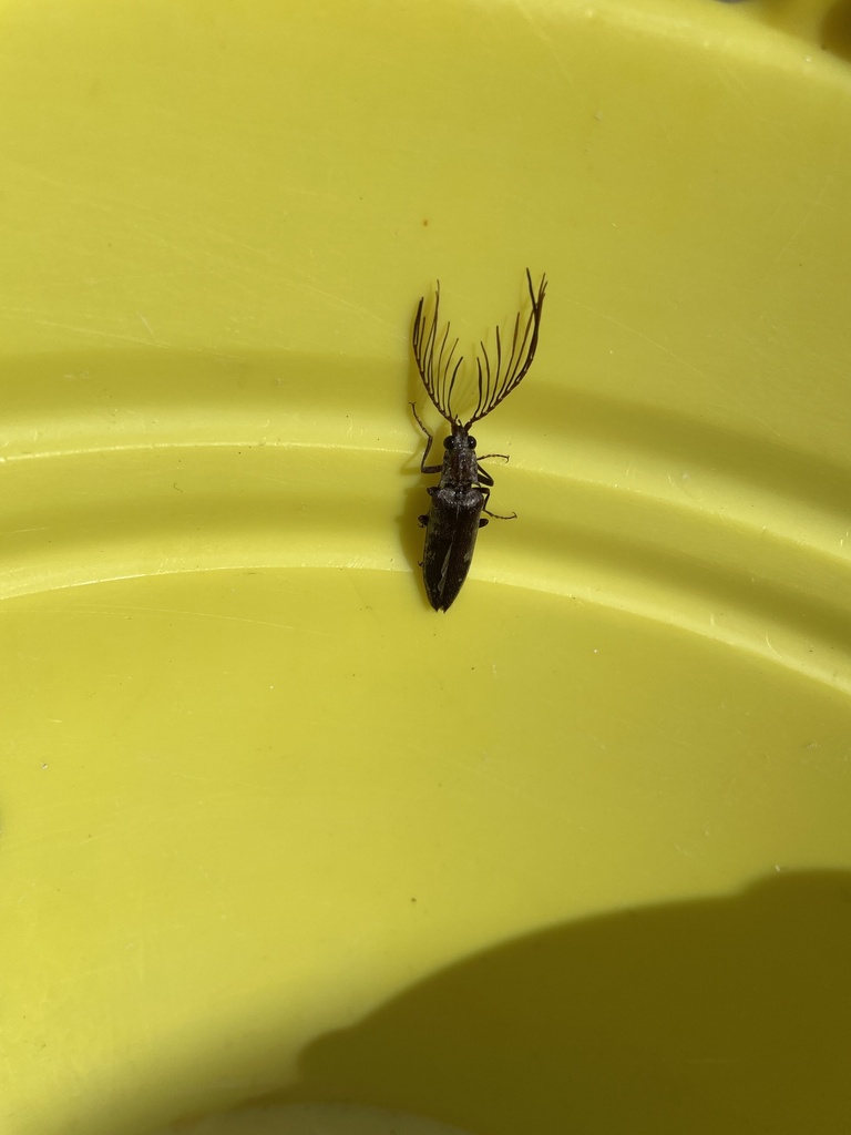 Pectocera maruyamai