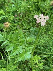 Conioselinum