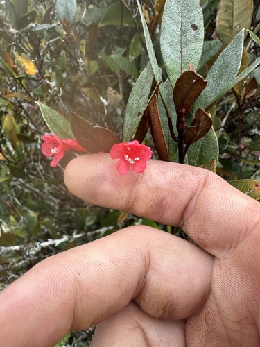 Rhododendron malayanum