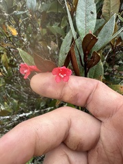 Rhododendron malayanum