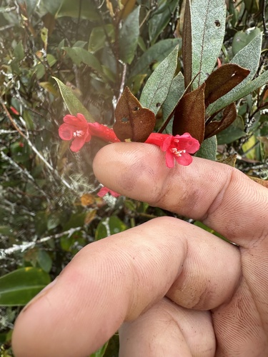 Rhododendron malayanum, photograph 2