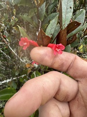 (c) Adam Kamal, some rights reserved (CC BY) Rhododendron malayanum, photograph (c) Adam Kamal, some rights reserved (CC BY)
