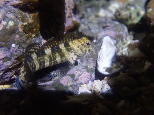 Coral blenny (Istiblennius edentulus) — Blenniidae — 4