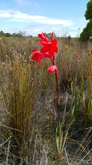Watsonia coccinea