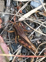 Melanoplus fasciatus