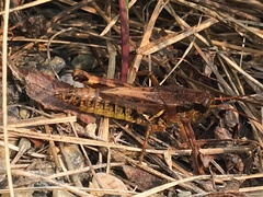 Melanoplus fasciatus