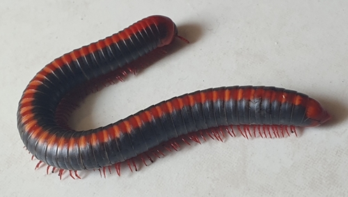 Xenobolus carnifex (Fabricius, 1775)