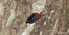 Necrophila brunnicollis