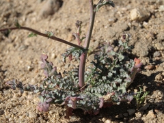 Gilia sinuata