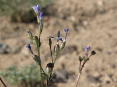 Gilia sinuata