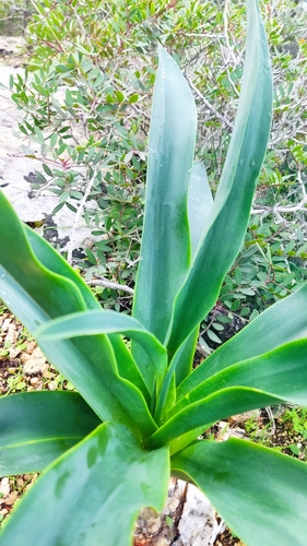 Foto de Cebola-do-mato