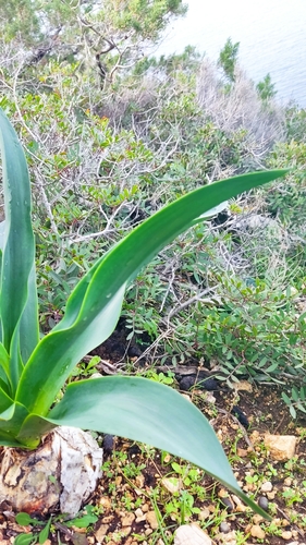 Foto de Cebola-do-mato