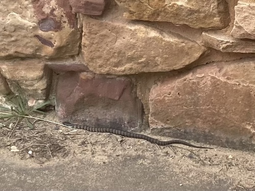 Tiger Snake sighting
