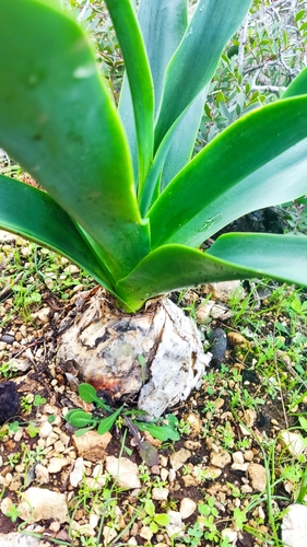 Foto de Cebola-do-mato