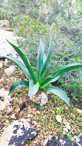 Foto de Cebola-do-mato