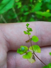 Helioscopia