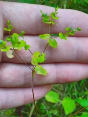 Helioscopia