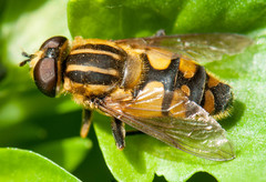Helophilus neoaffinis