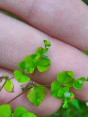Helioscopia
