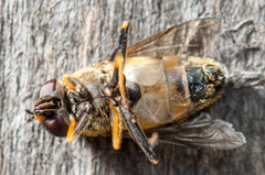 Helophilus neoaffinis