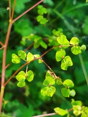 Helioscopia