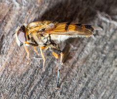 Helophilus neoaffinis