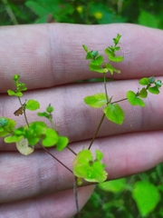 Helioscopia