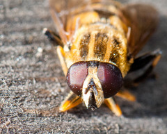 Helophilus neoaffinis