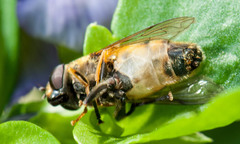 Helophilus neoaffinis