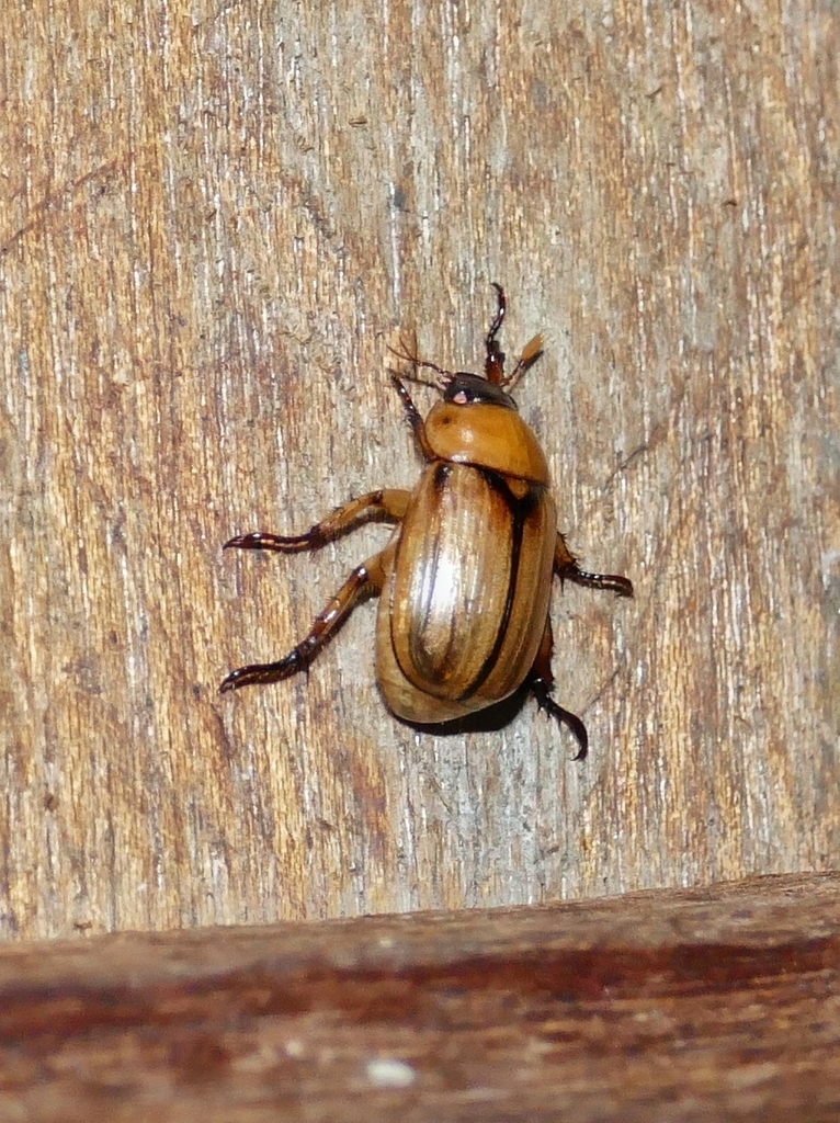 Anomala pallida (Anomala pallida)