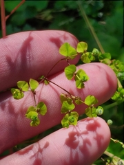 Helioscopia