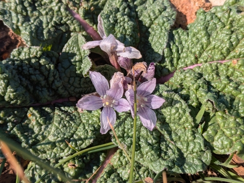 Image of Mandragora autumnalis by (c) Jonáš Gaigr, some rights reserved (CC BY)