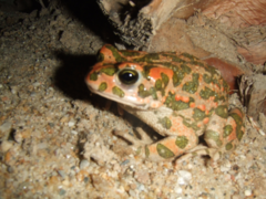 Bufotes viridis sitibundus