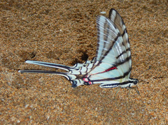 Protographium epidaus tepicus