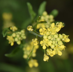 Rorippa sinuata