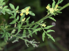 Rorippa sinuata