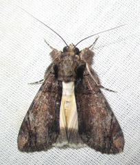 Ulotrichopus tinctipennis
