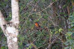 Piranga roseogularis