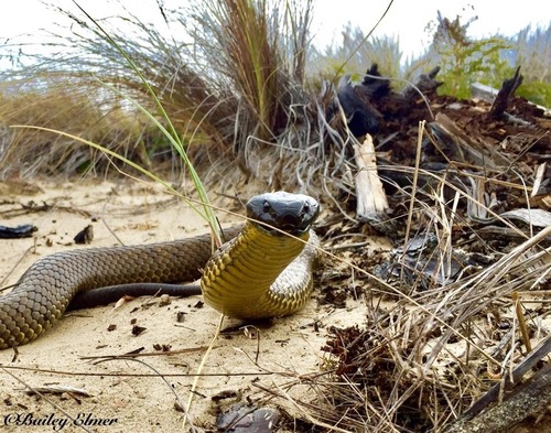 Tiger Snake sighting