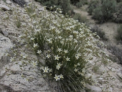 Eremogone ferrisiae